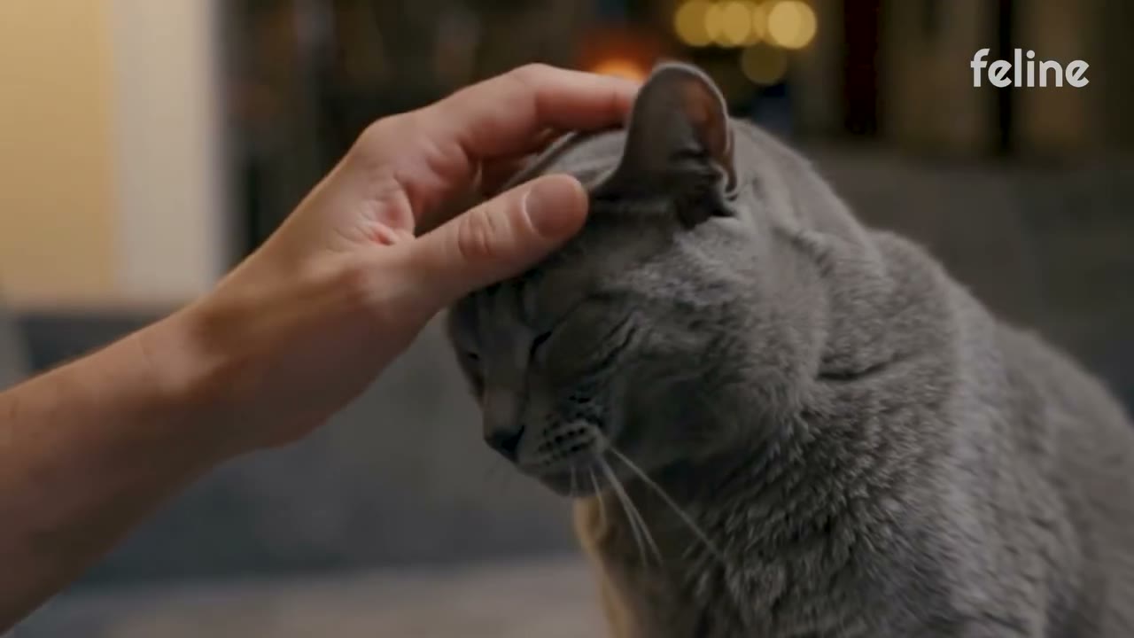 A hand strokes a grey cat's head