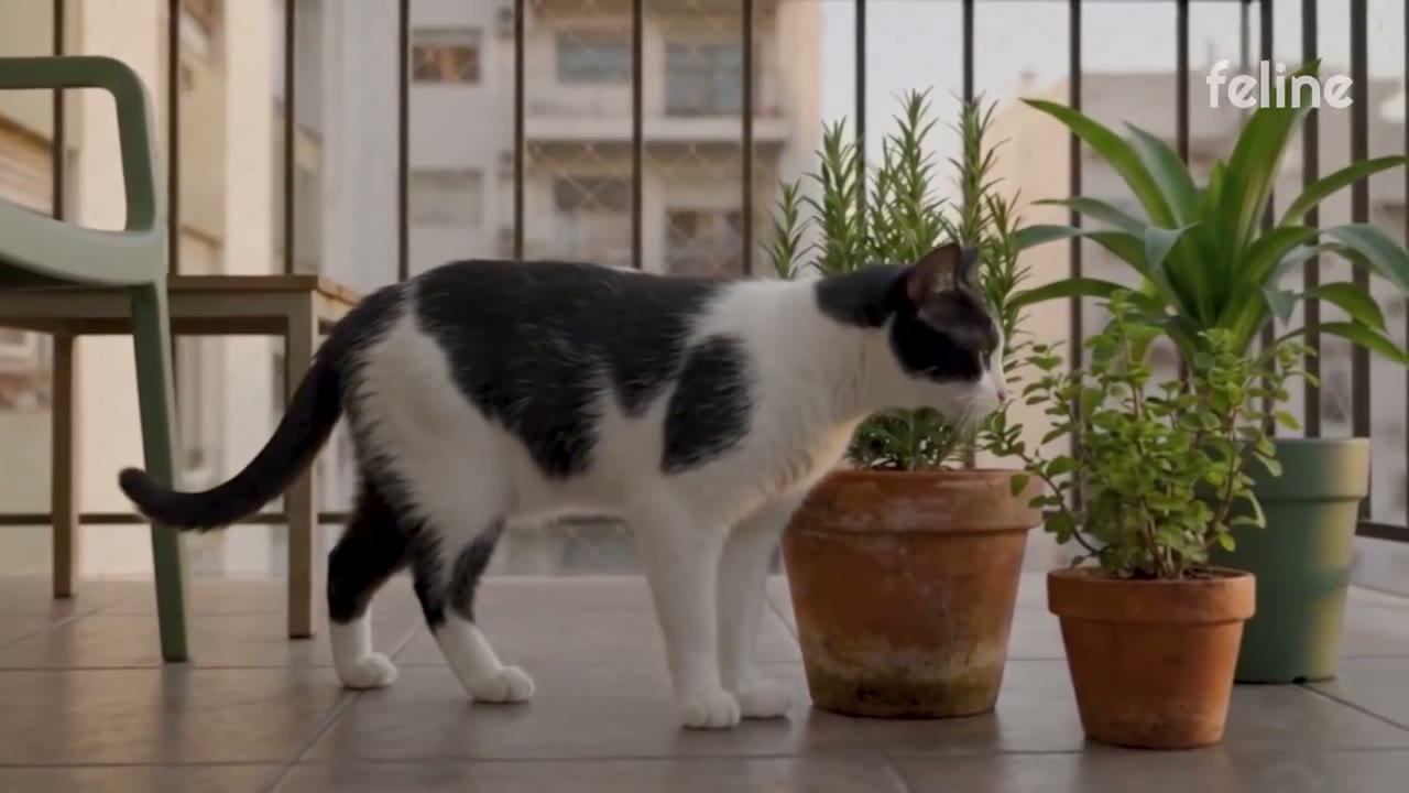 A black and white cat walks among potted herbs on a balcony